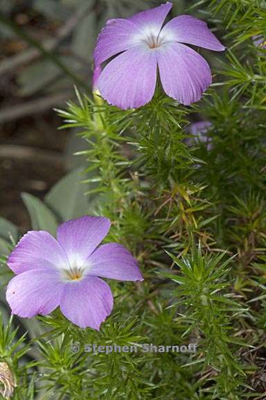 linanthus californicus 3 graphic